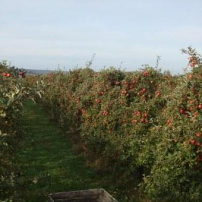 Les pommes de Xavier Ferté