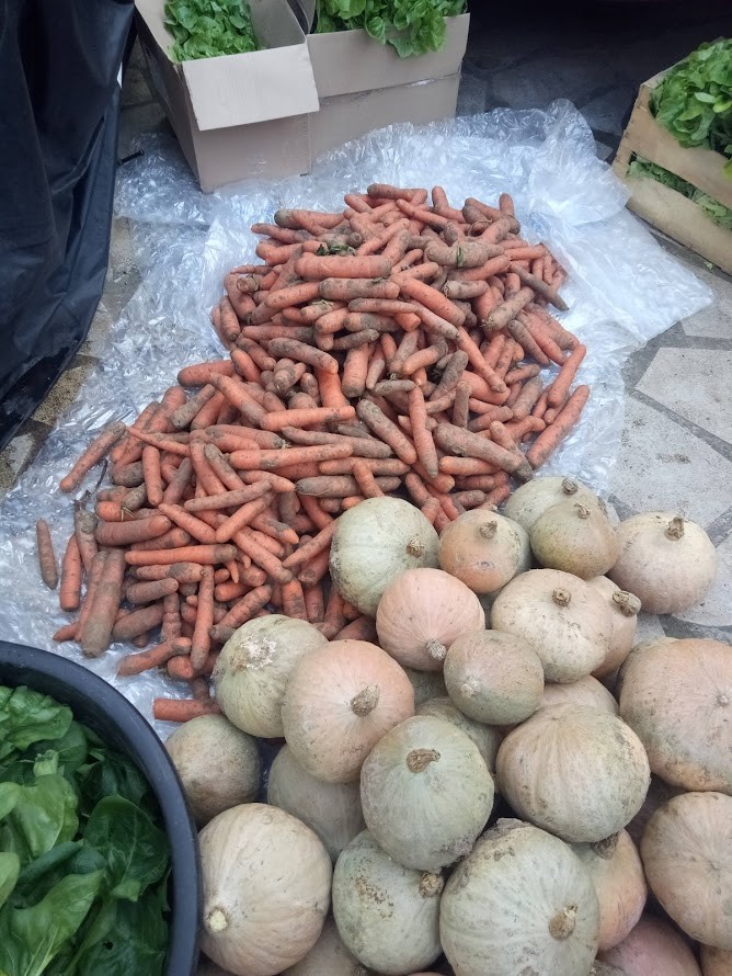 Carottes et courges